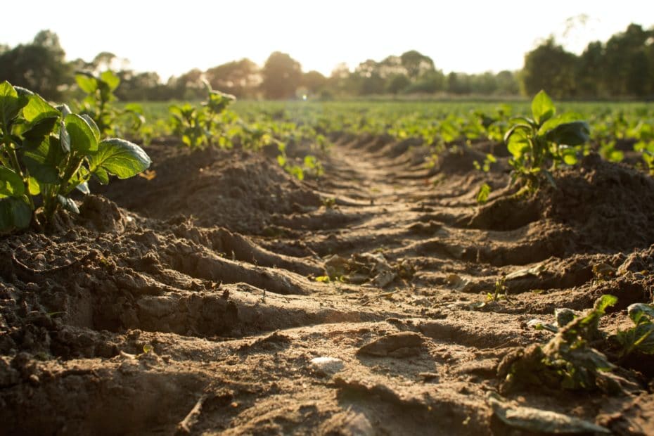 crop rows from ground level. Photo by Dylan de Jonge on Unsplash.