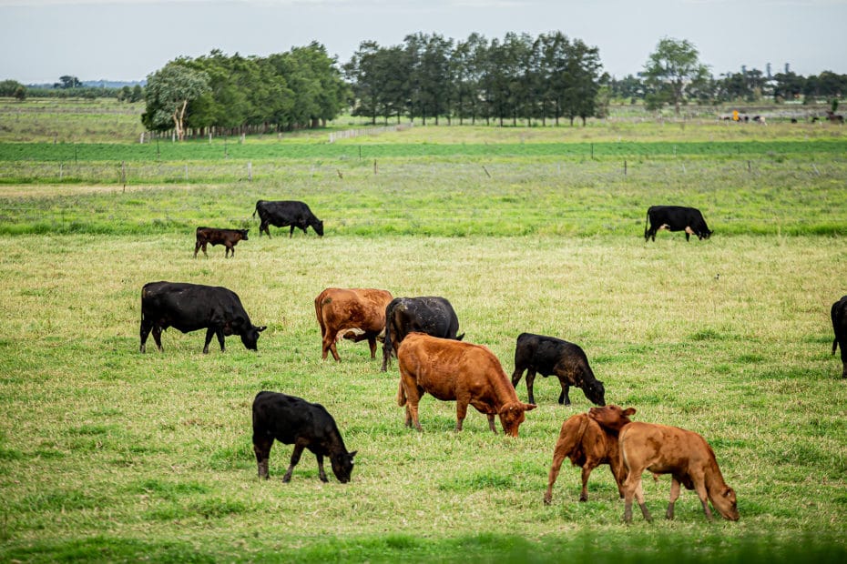 Australian farmland