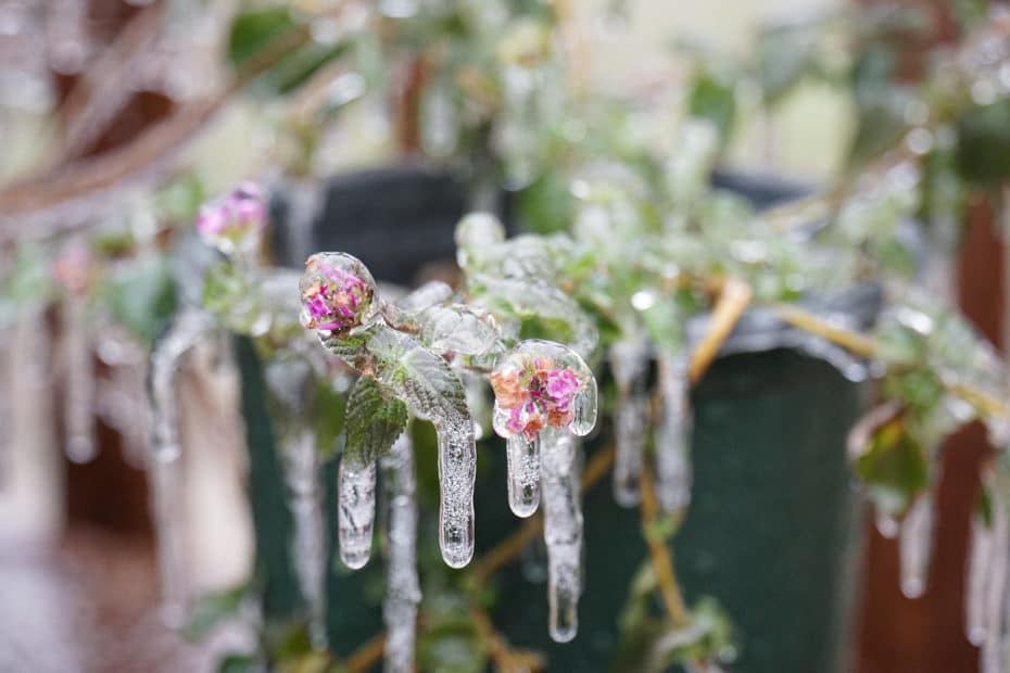 potted flowering plant covered in ice