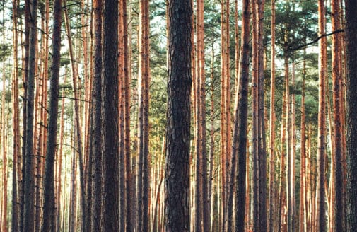 forest of pine trees