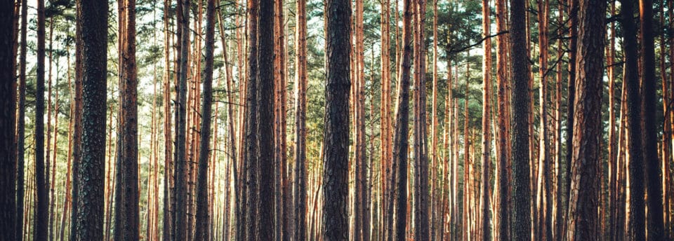 forest of pine trees