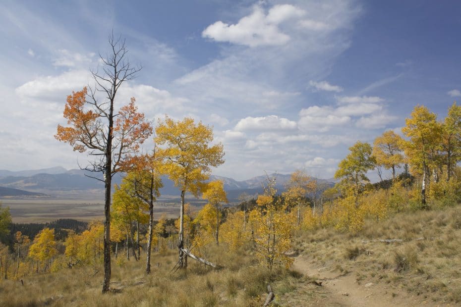 sparse aspen trees in Colorado