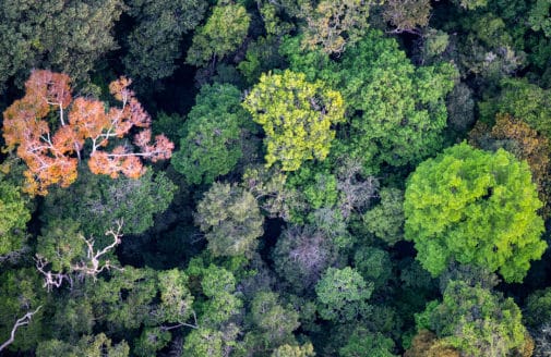 bird's eye view of Amazon forest