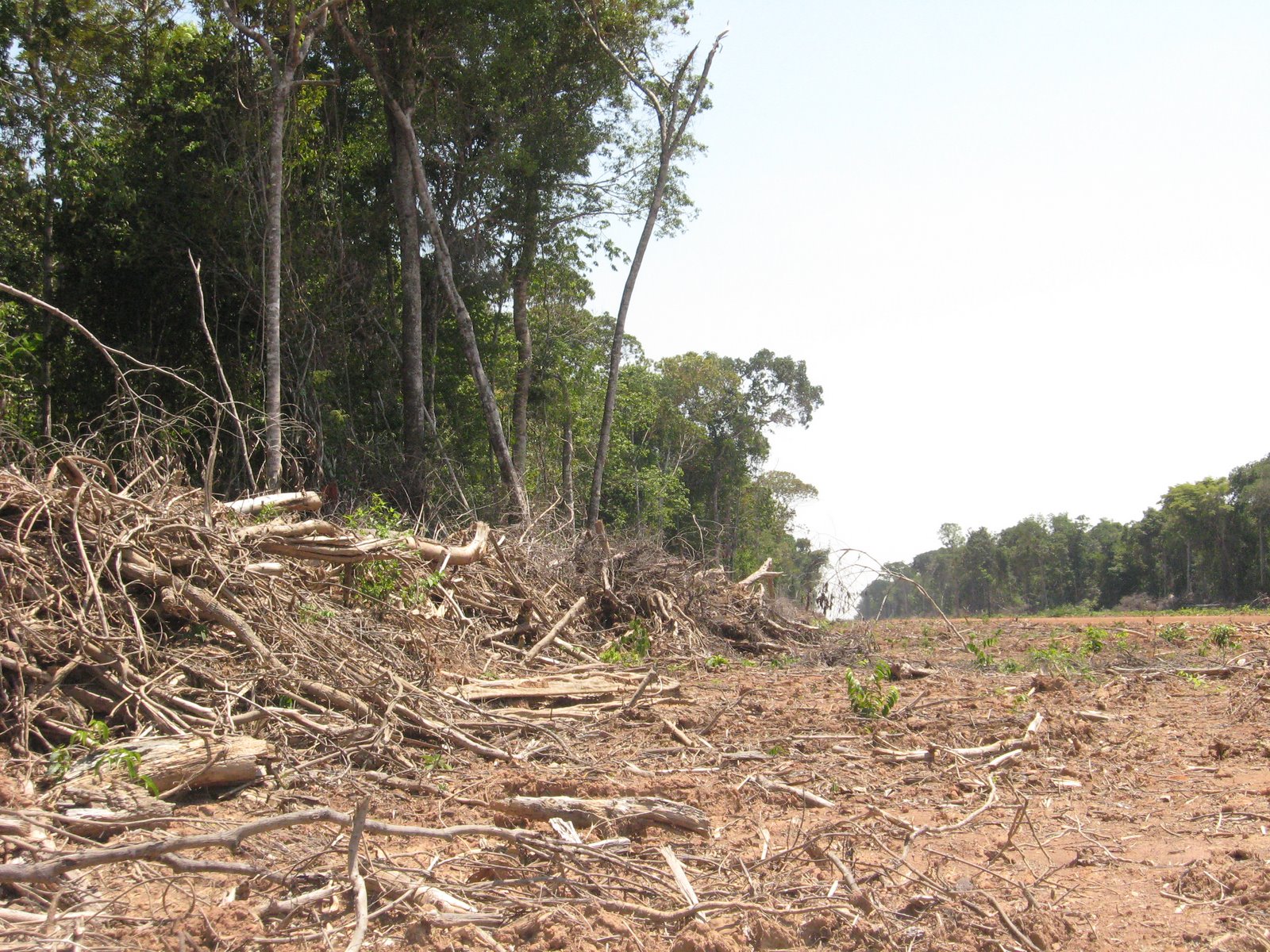 Deforestation in the Amazon, photo by Paulo Brando