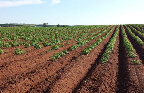 potato field