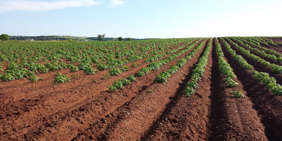 potato field