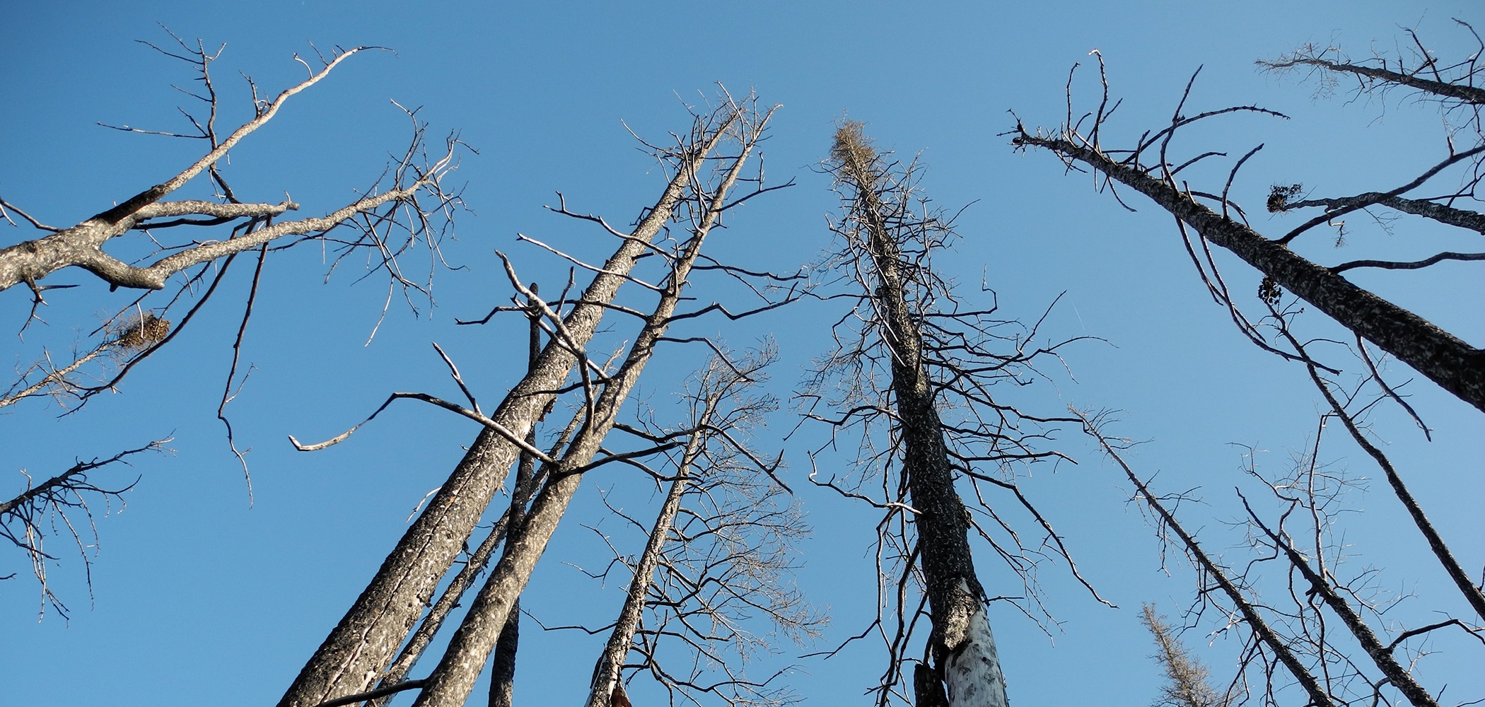 Burned black spruce / photo by Rachael Treharne