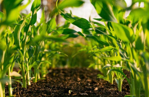 corn rows seen from ground level