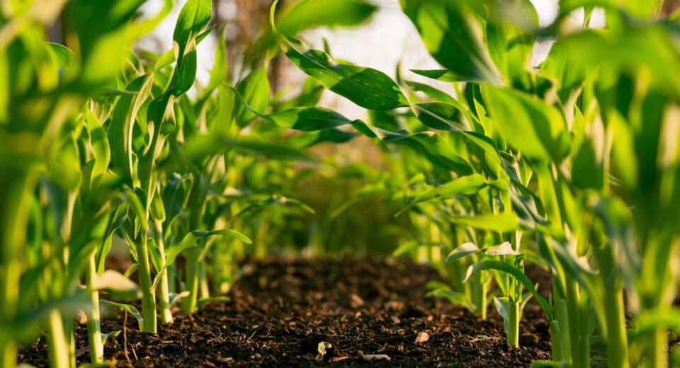 corn rows seen from ground level