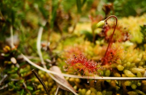 close up view of Arctic tundra