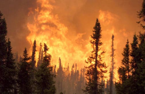 boreal forest fire