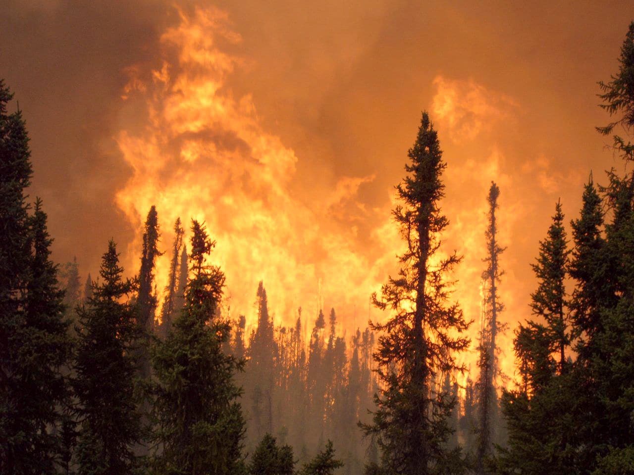 boreal forest fire