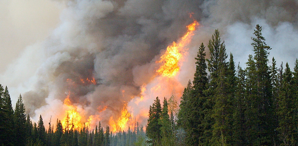 Boreal forest fire flames