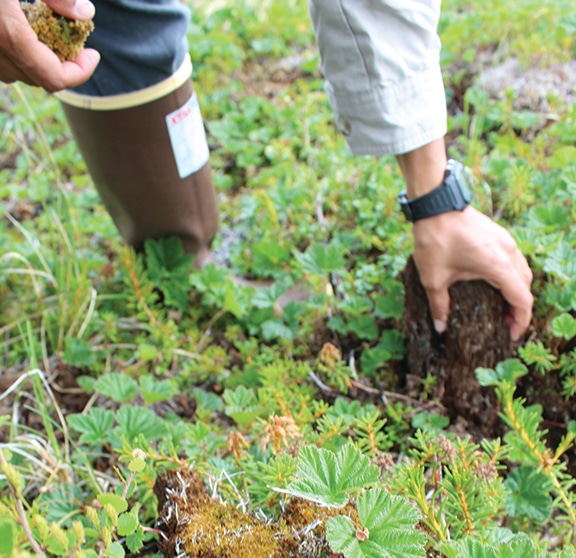 picking up chunks of soil in the Arctic tundra