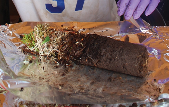 A cored sample of the top tundra flora and soil layers.