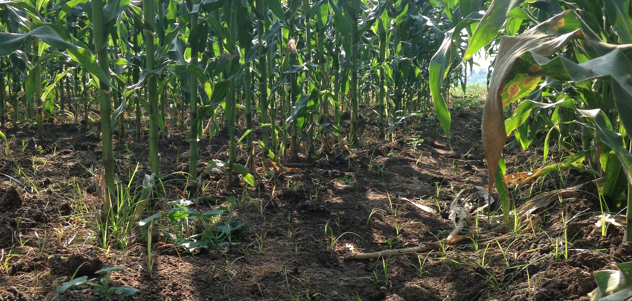 ground view of cornfield soil