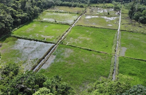 Aerial view of experimental rice fields in DRC. Photo by Joseph Zambo and Matti Barthel