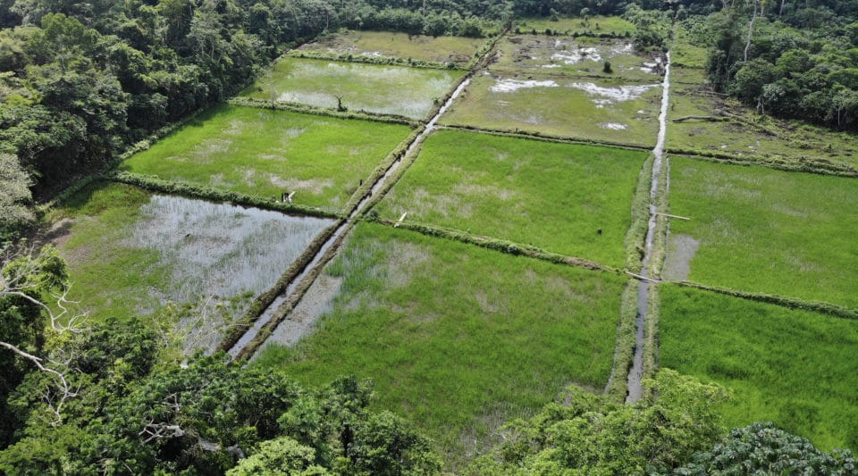 Aerial view of experimental rice fields in DRC. Photo by Joseph Zambo and Matti Barthel