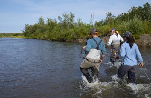 scientists wade through river