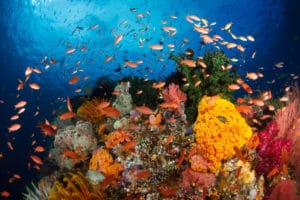 coral reef teeming with fish