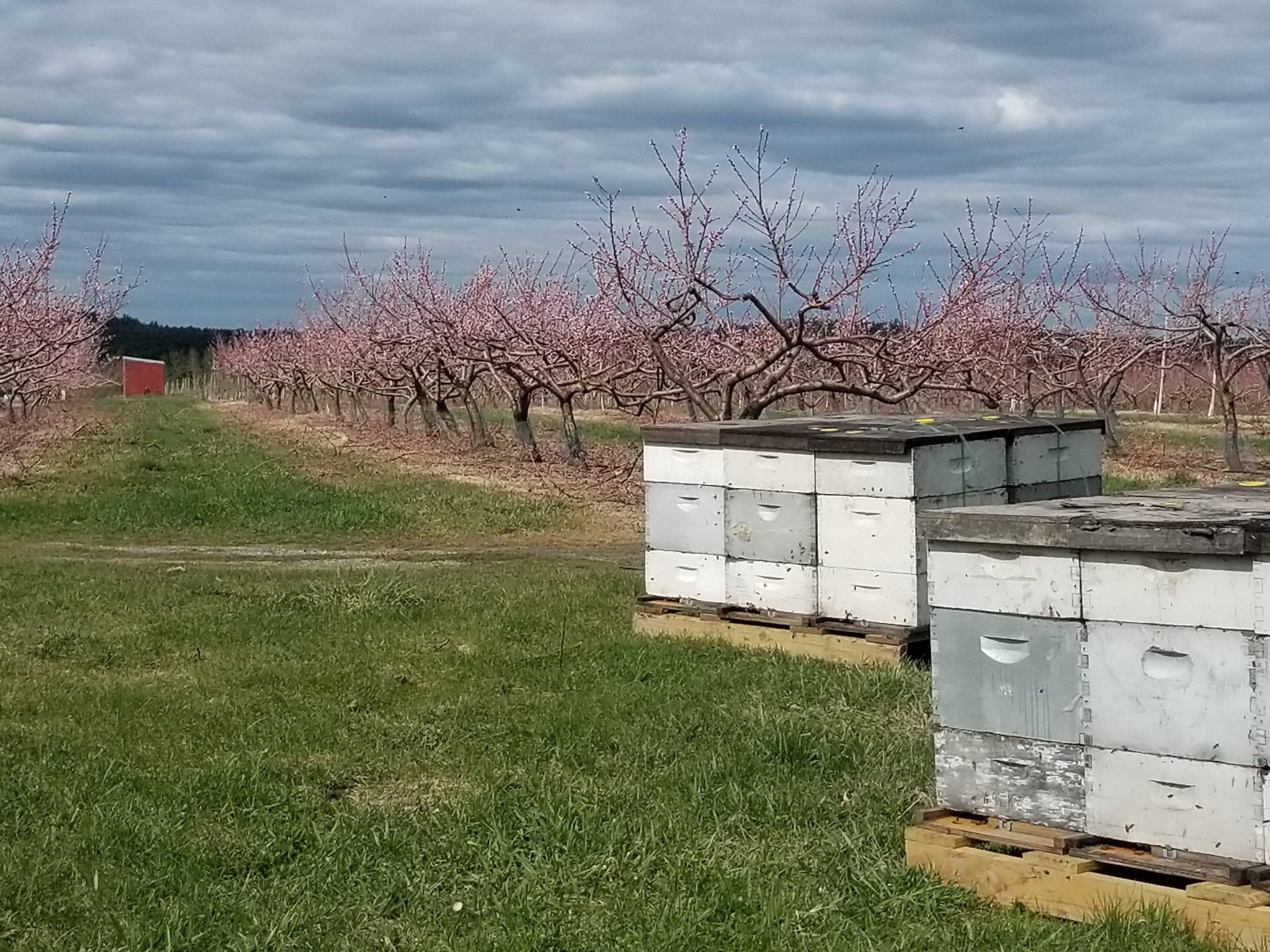 apple orchard in Bolton Massachusetts