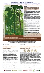 thumbnail image of Primary Temperate Forests pdf