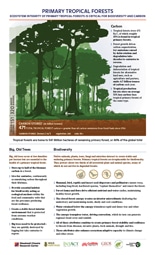 thumbnail image of Primary Tropical Forests pdf