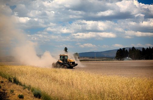 Dry California wheat field