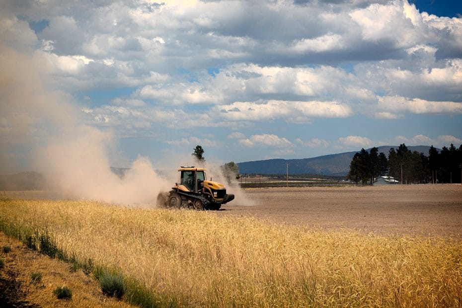 Dry California wheat field