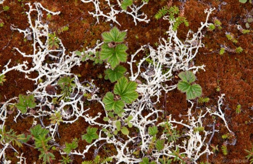 arctic permafrost soil and vegetation