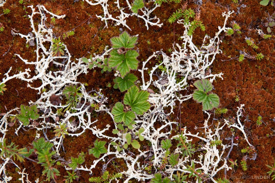 arctic permafrost soil and vegetation