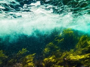 underwater view of wave and seaweed