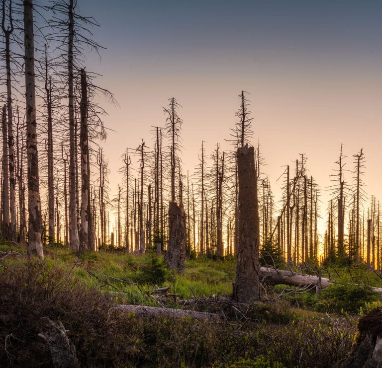 dead pine forest