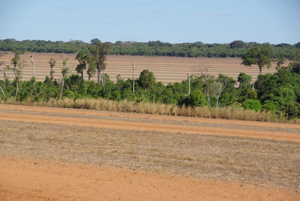 riparian forest in an agricultural field in Brazil