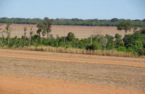 riparian forest in an agricultural field in Brazil