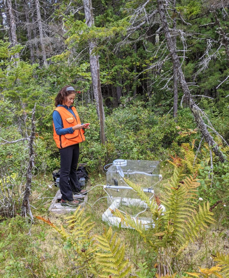 Dr. Marcia field testing a gas collection chamber at Howland Forest in Maine