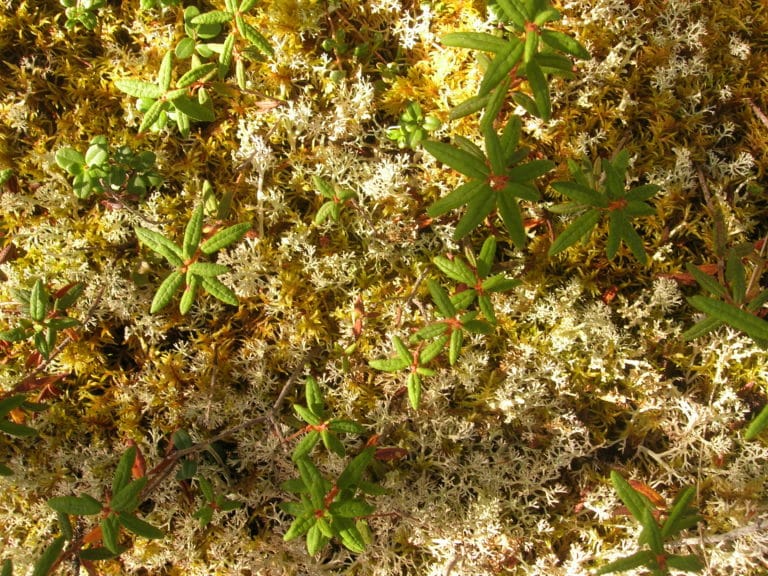 seedlings growing out of mossy groundcover