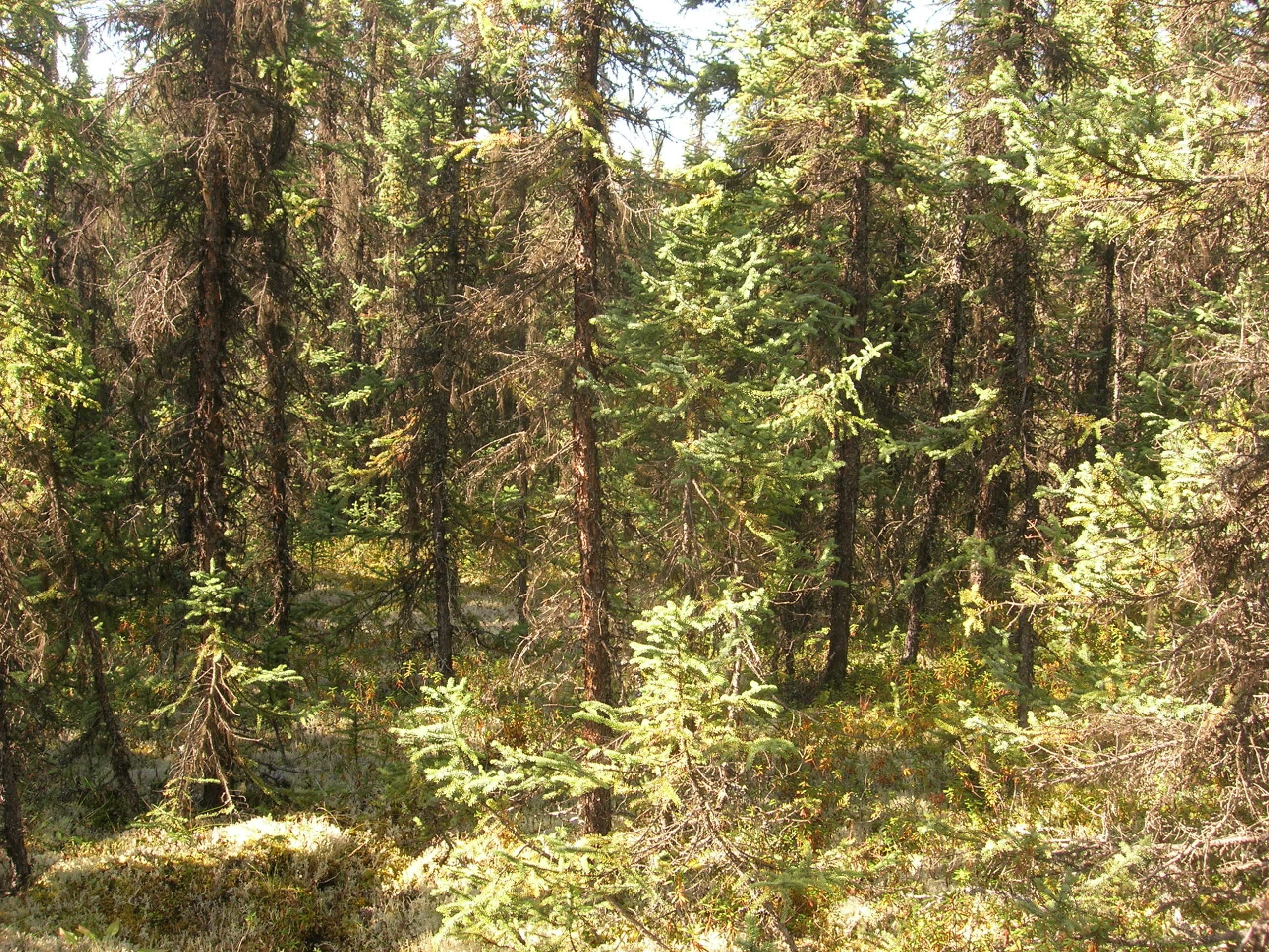 healthy black spruce forest