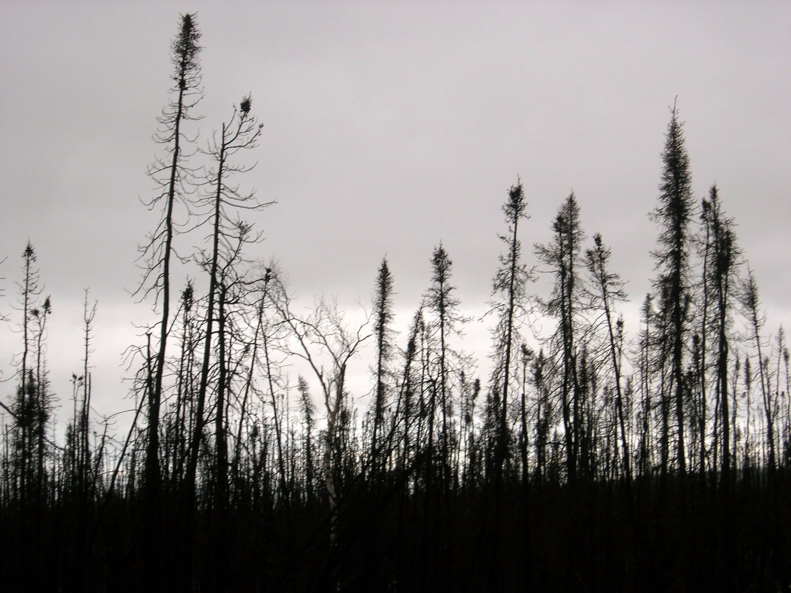 recently burned black spruce trunks, photo by Brendan Rogers