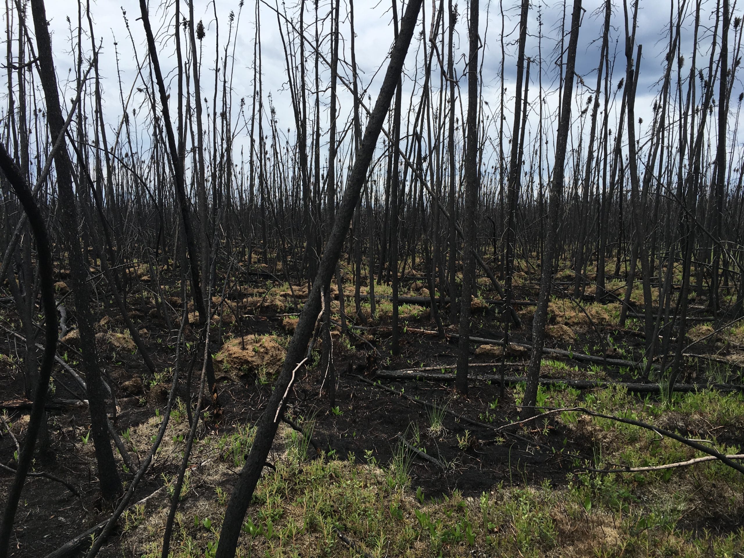 burnt boreal forest, photo by Brendan Rogers