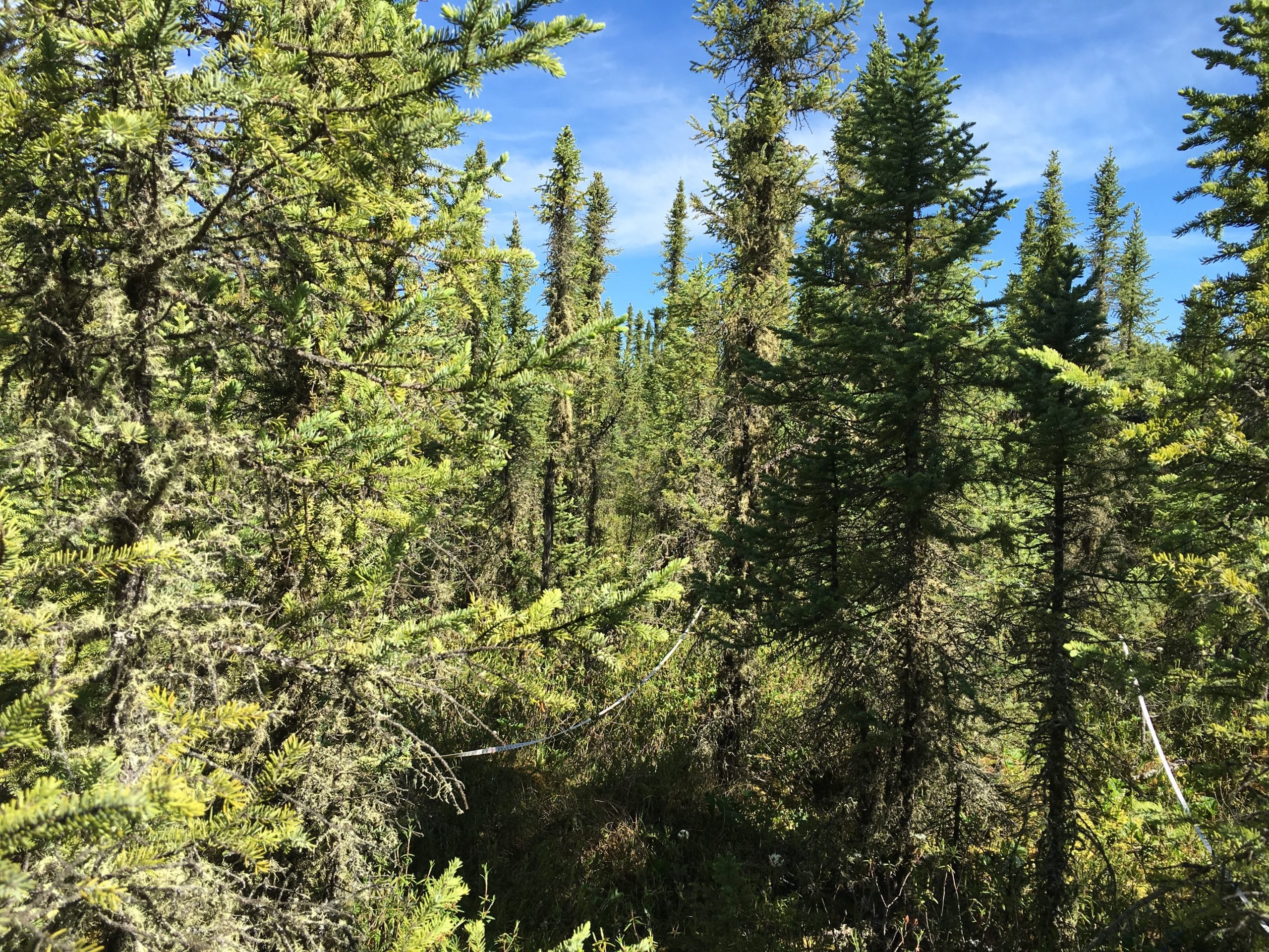 intact spruce forest, photo by Brendan Rogers