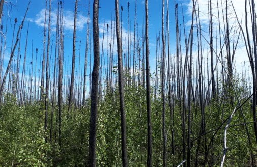 burnt black spruce forest with young poplar understory, photo by Jill Johnstone