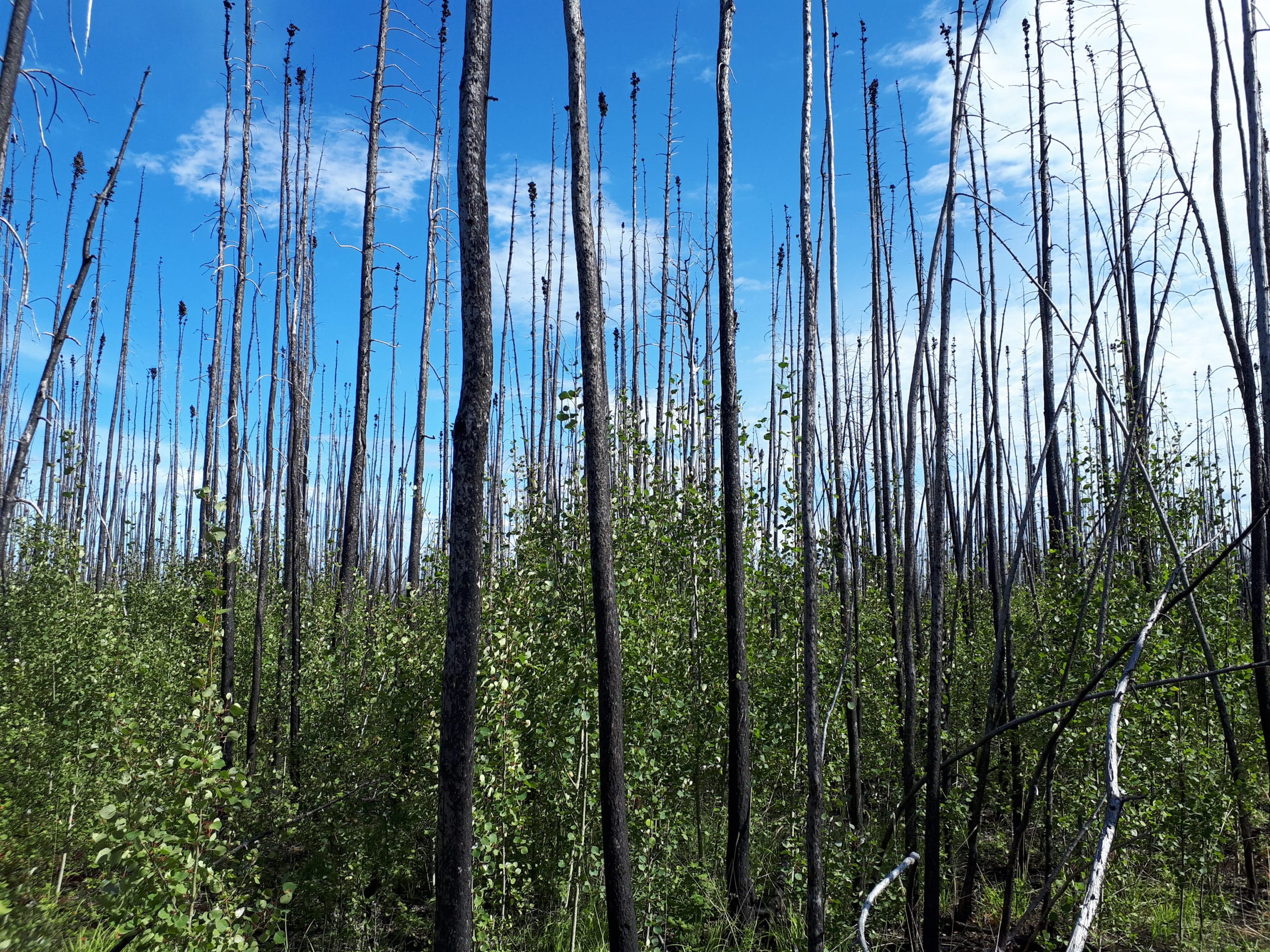 burnt black spruce forest with young poplar understory, photo by Jill Johnstone