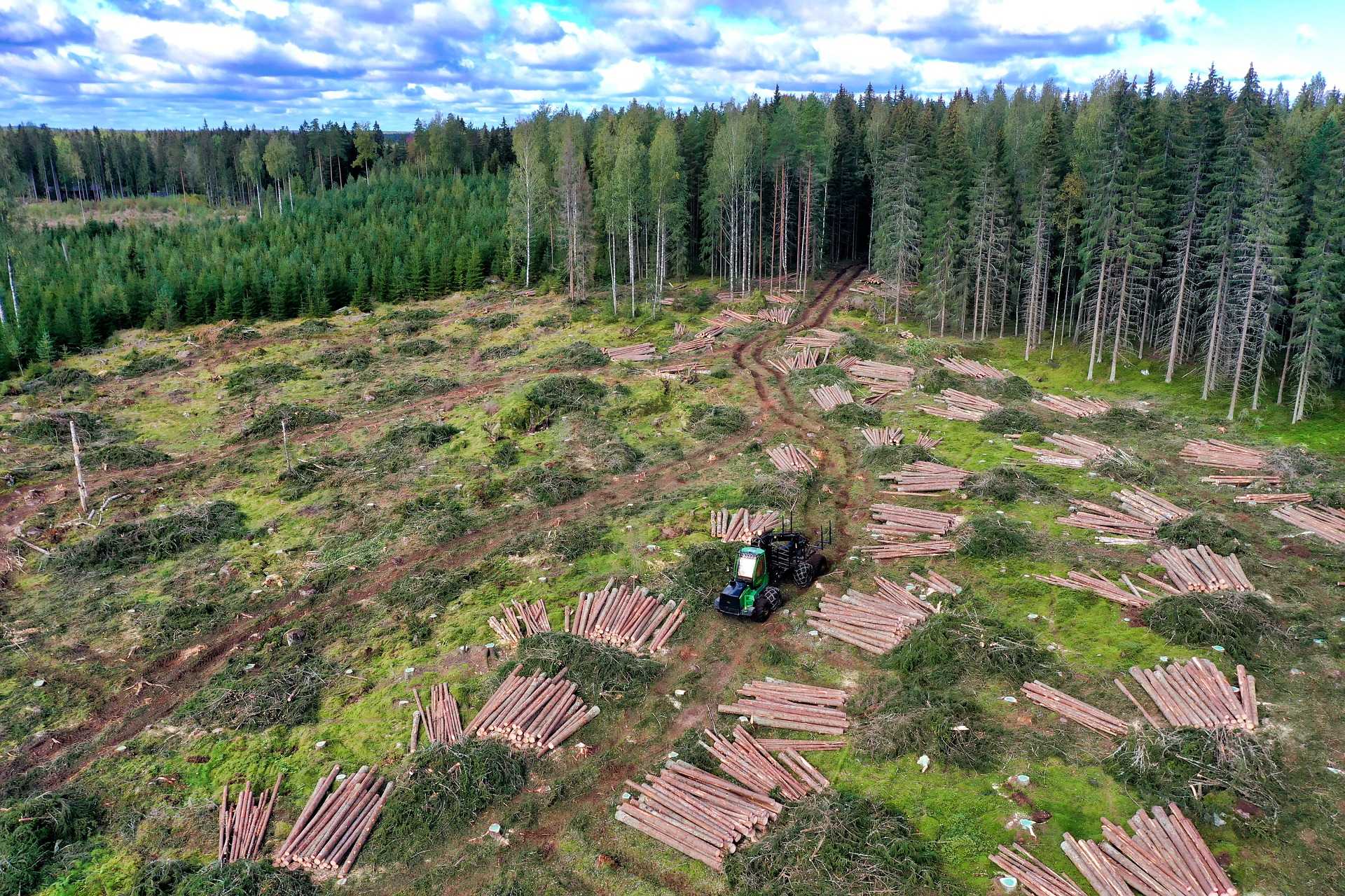 aerial view of pine forest logging