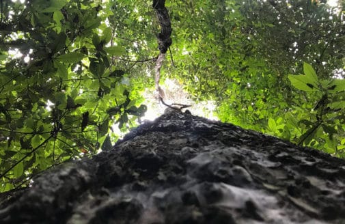 looking up a tropical tree trunk into the canopy, photo by Alexander Nassikas