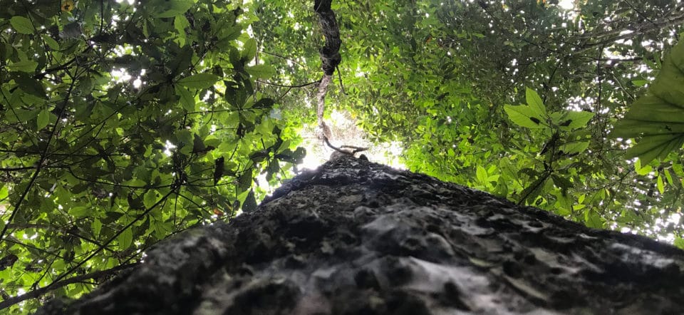 looking up a tropical tree trunk into the canopy, photo by Alexander Nassikas