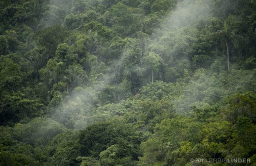 Mist over the Amazon rainforest, photo by Chris Linder