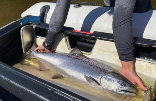 Alaskan salmon tagged and measured