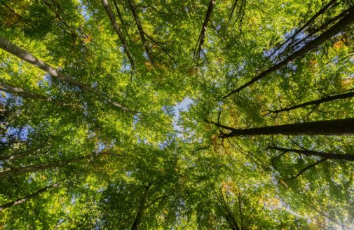 view directly up into forest canopy