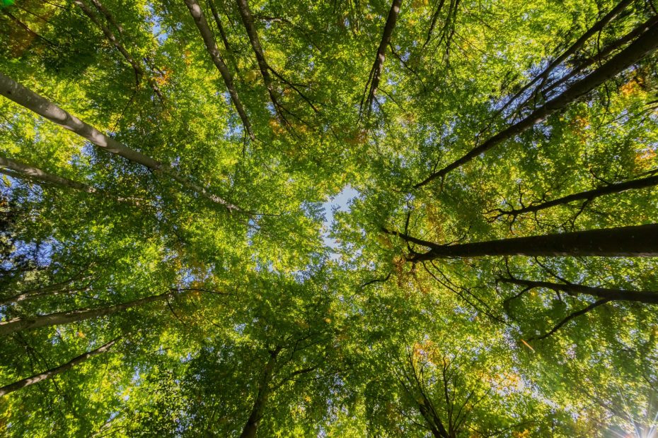 view directly up into forest canopy